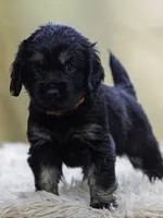 Orange, a male Miniature Labradoodle for sale in Vallejo, CA – Photo 7 of 7