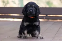 Orange - Cavador + Mini Golden Retriever Puppy Mix, a male Miniature Labradoodle for sale in Woodacre, CA – Photo 2 of 10