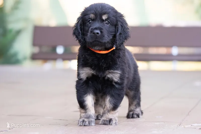 Orange – Miniature Labradoodle puppy for sale in Vallejo, CA