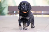 Orange - Cavador + Mini Golden Retriever Puppy Mix, a male Miniature Labradoodle for sale in Woodacre, CA – Photo 1 of 10