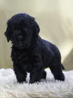 Blue, a male Miniature Labradoodle for sale in Vallejo, CA – Photo 1 of 4