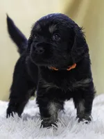 Orange, a male Miniature Labradoodle for sale in Vallejo, CA – Photo 5 of 7