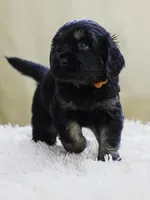 Orange, a male Miniature Labradoodle for sale in Vallejo, CA – Photo 6 of 7