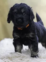 Orange, a male Miniature Labradoodle for sale in Vallejo, CA – Photo 1 of 7