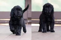 Blue - Cavador + Mini Golden Retriever Puppy Mix, a male Miniature Labradoodle for sale in Woodacre, CA – Photo 3 of 7