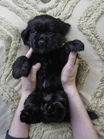 Blue, a male Miniature Labradoodle for sale in Vallejo, CA – Photo 3 of 4