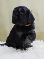 Orange, a male Miniature Labradoodle for sale in Vallejo, CA – Photo 3 of 7