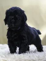 Blue, a male Miniature Labradoodle for sale in Vallejo, CA – Photo 4 of 4