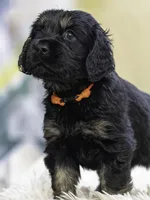 Orange, a male Miniature Labradoodle for sale in Vallejo, CA – Photo 2 of 7