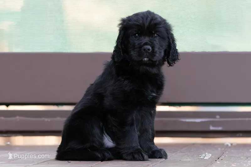 Blue – Miniature Labradoodle puppy for sale in Vallejo, CA