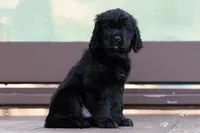 Blue - Cavador + Mini Golden Retriever Puppy Mix, a male Miniature Labradoodle for sale in Woodacre, CA – Photo 1 of 7