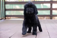 Blue - Cavador + Mini Golden Retriever Puppy Mix, a male Miniature Labradoodle for sale in Woodacre, CA – Photo 2 of 7