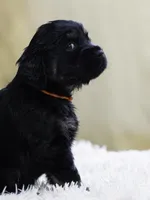 Orange, a male Miniature Labradoodle for sale in Vallejo, CA – Photo 4 of 7