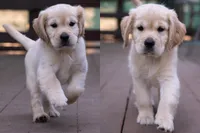 Black - Mini Golden Retriever + Cavador Puppy Mix, a male Miniature Golden Retriever for sale in Woodacre, CA – Photo 2 of 3
