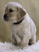 Black, a male Miniature Golden Retriever for sale in Vallejo, CA – Photo 2 of 4