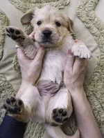 Black, a male Miniature Golden Retriever for sale in Vallejo, CA – Photo 4 of 4