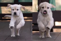 Black - Mini Golden Retriever + Cavador Puppy Mix, a male Miniature Golden Retriever for sale in Woodacre, CA – Photo 3 of 3