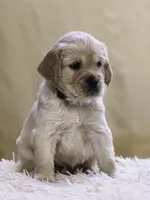 Black, a male Miniature Golden Retriever for sale in Vallejo, CA – Photo 3 of 4