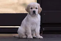 Black - Mini Golden Retriever + Cavador Puppy Mix, a male Miniature Golden Retriever for sale in Woodacre, CA – Photo 1 of 3