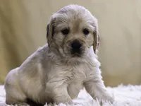 Black, a male Miniature Golden Retriever for sale in Vallejo, CA – Photo 1 of 4