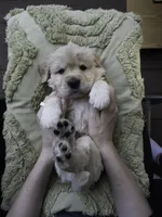 Yellow, a male Miniature Golden Retriever for sale in Vallejo, CA – Photo 9 of 10