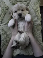 Yellow, a male Miniature Golden Retriever for sale in Vallejo, CA – Photo 10 of 10