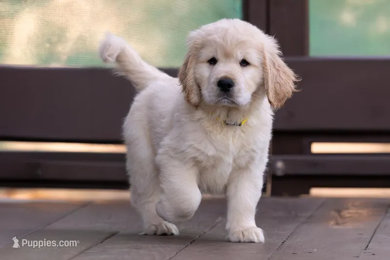 Yellow – Miniature Golden Retriever puppy for sale in Vallejo, CA