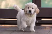 Yellow - Mini Golden Retriever + Cavador Puppy Mix, a male Miniature Golden Retriever for sale in Woodacre, CA – Photo 1 of 3