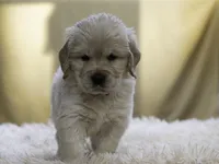 Yellow, a male Miniature Golden Retriever for sale in Vallejo, CA – Photo 4 of 10