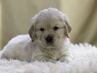 Yellow, a male Miniature Golden Retriever for sale in Vallejo, CA – Photo 5 of 10