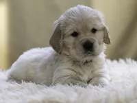 Yellow, a male Miniature Golden Retriever for sale in Vallejo, CA – Photo 6 of 10