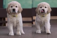 Yellow - Mini Golden Retriever + Cavador Puppy Mix, a male Miniature Golden Retriever for sale in Woodacre, CA – Photo 2 of 3