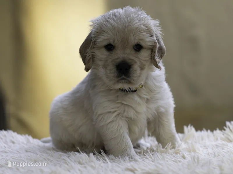 Yellow – Miniature Golden Retriever puppy for sale in Vallejo, CA