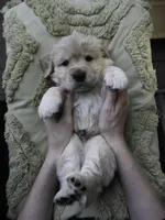 Yellow, a male Miniature Golden Retriever for sale in Vallejo, CA – Photo 8 of 10