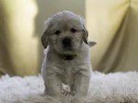 Yellow, a male Miniature Golden Retriever for sale in Vallejo, CA – Photo 2 of 10