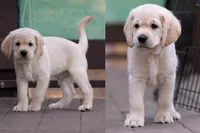 Green - Mini Golden Retriever + Cavador Puppy Mix, a male Labrador Retriever and Miniature Golden Retriever for sale in Woodacre, CA – Photo 2 of 7