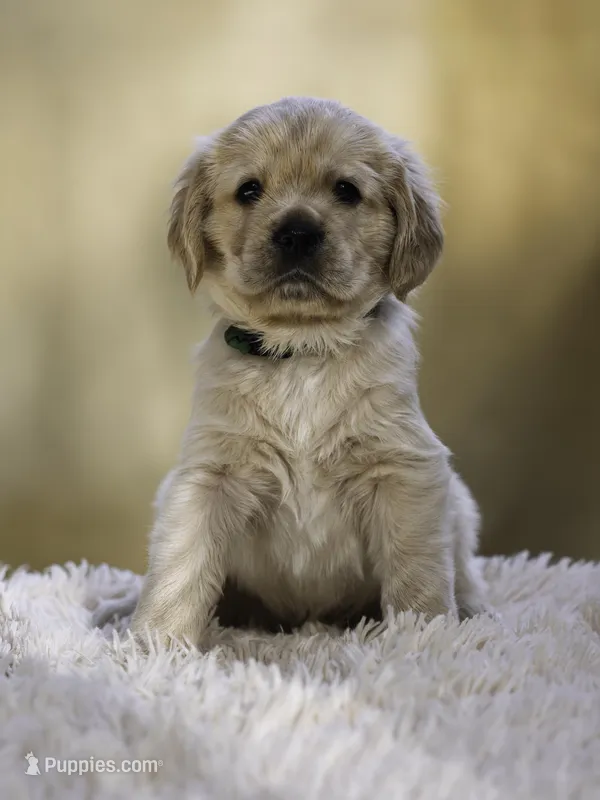 Green – Miniature Golden Retriever puppy for sale in Vallejo, CA