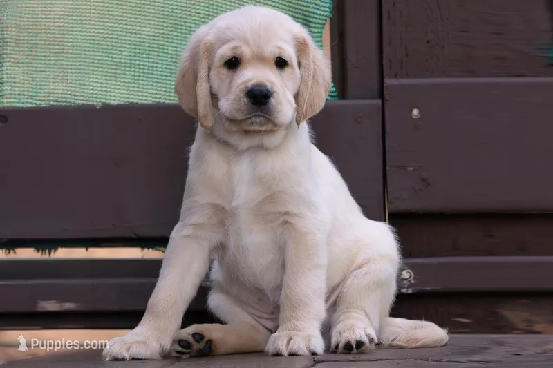 Green – Miniature Golden Retriever puppy for sale in Vallejo, CA