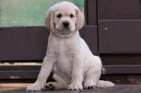 Green - Mini Golden Retriever + Cavador Puppy Mix, a male Labrador Retriever and Miniature Golden Retriever for sale in Woodacre, CA – Photo 1 of 7
