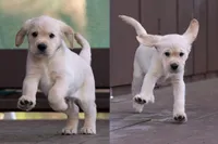 Green - Mini Golden Retriever + Cavador Puppy Mix, a male Labrador Retriever and Miniature Golden Retriever for sale in Woodacre, CA – Photo 3 of 7
