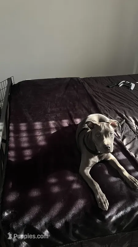 Rocky – American Pit Bull Terrier puppy for sale in Lehigh Acres, FL