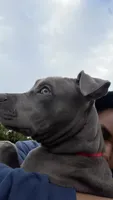 Rocky, a male American Pit Bull Terrier for sale in Lehigh Acres, FL – 5 of 8