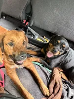 Rebel, a female Rottweiler and Saint Bernard for sale in Walden, NY – 9 of 9