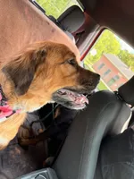 Rebel, a female Rottweiler and Saint Bernard for sale in Walden, NY – 7 of 9