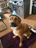 Rebel, a female Rottweiler and Saint Bernard for sale in Walden, NY – 4 of 9