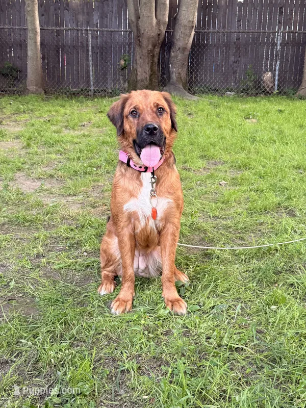 Rebel – Rottweiler, Saint Bernard puppy for sale in Walden, NY
