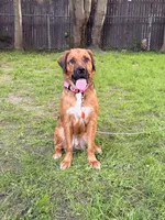 Rebel, a female Rottweiler and Saint Bernard for sale in Walden, NY – 1 of 9