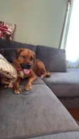 Rebel, a female Rottweiler and Saint Bernard for sale in Walden, NY – 2 of 9