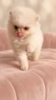 Mary, a female Pomeranian for sale in Hialeah, FL – 2 of 4