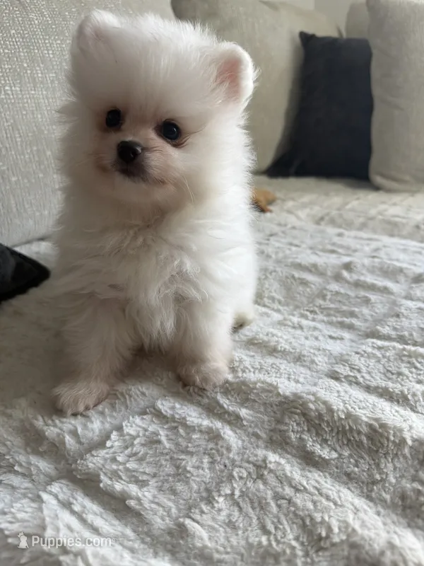 Luki – Pomeranian puppy for sale in Hialeah, FL